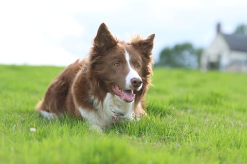 Brown and white dog lying in green grass with farmhouse blurred in background