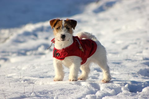 Small tan and white dog wearing a red winter coat standing in snow with snowy landscape in background