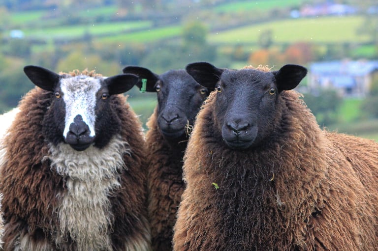 Three sheep with brown wool and black faces looking at camera in a green hilly pasture