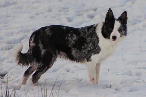 Black and white border collie standing in snow, looking at camera with alert expression