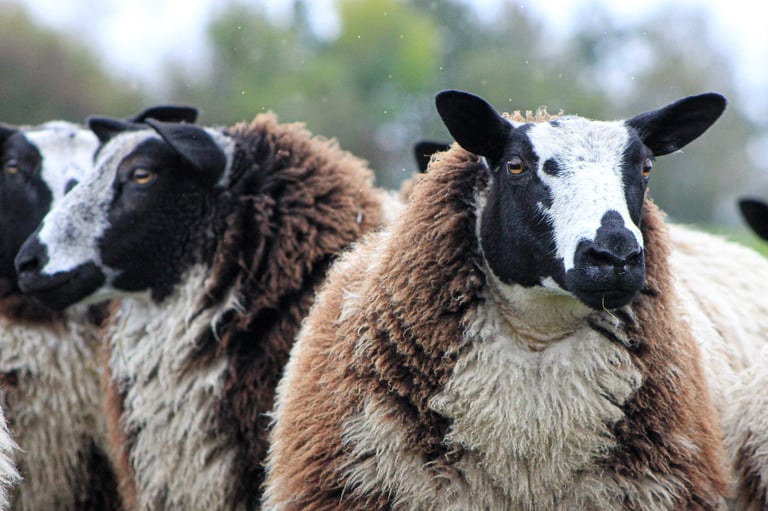 Three sheep standing together with white and brown wool, facing toward the camera in a pasture