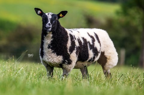 Black and white striped sheep standing in green pasture, looking at camera