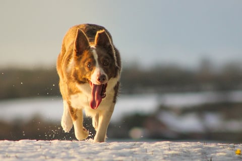 Brown and white dog running through snow with tongue out, snowy landscape in background