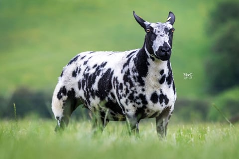 Black and white spotted goat standing in green grass, looking at camera