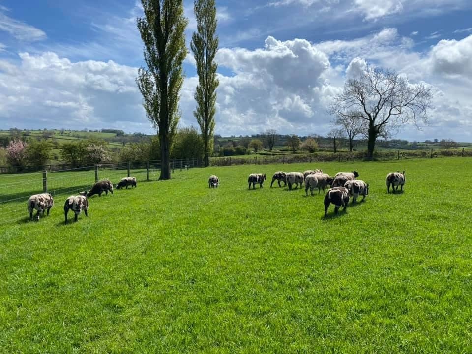Herd of cattle grazing in a lush green pasture with tall poplar trees and scenic countryside landscape under cloudy sky
