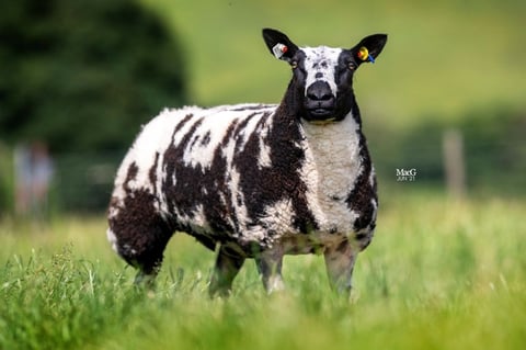 Black and white spotted sheep standing in green pasture, facing camera