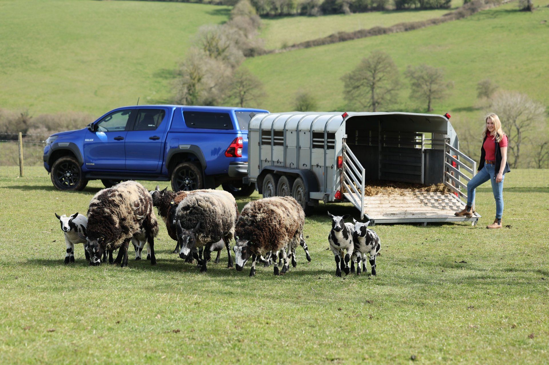 Farmer with sheep near blue pickup truck and livestock trailer in rural field