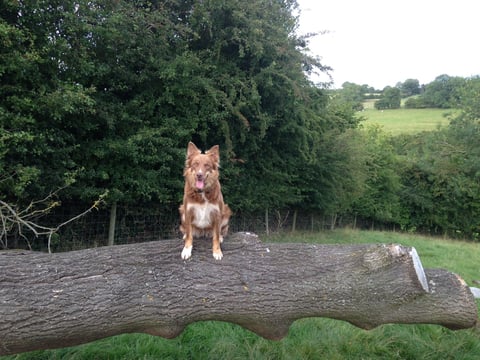 Brown and white dog sitting on a fallen log in a grassy field with trees and countryside in the background