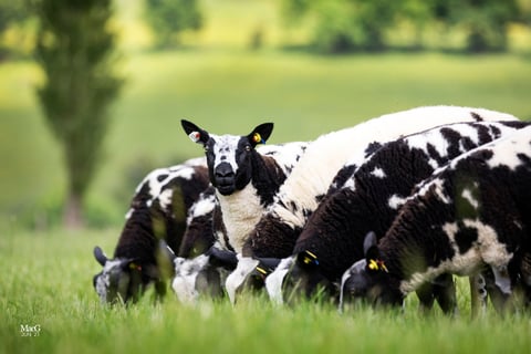 Black and white goat with kids grazing in green pasture field