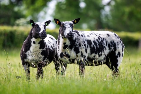 Two black and white spotted goats standing together in a grassy pasture with green foliage in the background