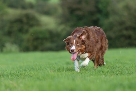 Brown and white dog running on grass with tongue out and trees in background