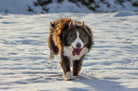 Brown and white dog walking through snow with mouth open, appearing happy in a snowy landscape