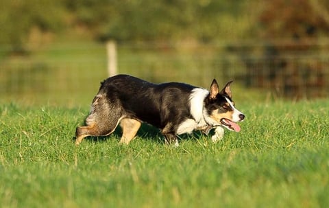 Black and white Corgi running through green grass field with alert expression